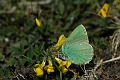 green hairstreak butterfly-1
